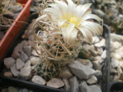 Pediocactus peeblesianus var. fickeisenii (Navajoa peeblesiana ssp.fickeisenii SB 903)