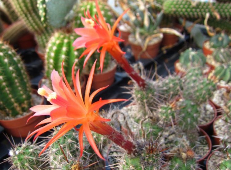 Loxanthocereus gracilis