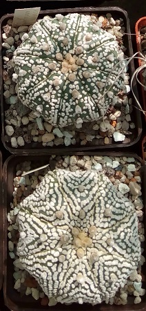 Astrophytum asterias cv. Super Kabuto