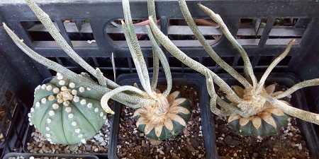 Astrophytum asterias и два привитых Astrophytum caput-mеdusaе