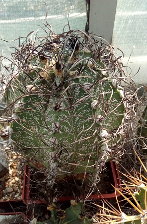 Astrophytum capricorne