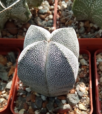 Astrophytum myriostigma cv. Onzukav