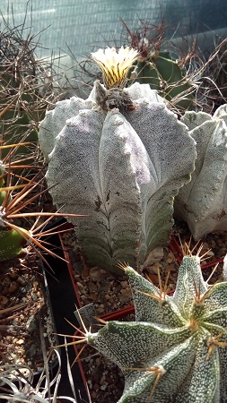 Astrophytum myriostigma