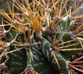 Astrophytum ornatum
