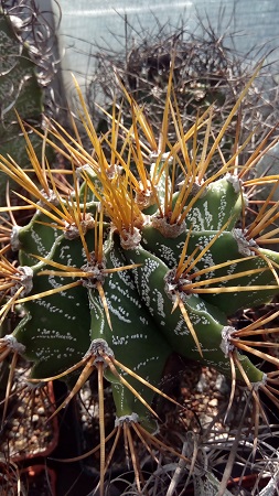 Astrophytum ornatum
