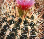 Sclerocactus wrightii