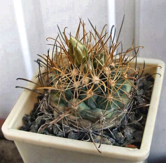 Ancistrocactus tobuschii