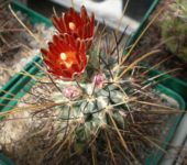 Glandulicactus uncinatus