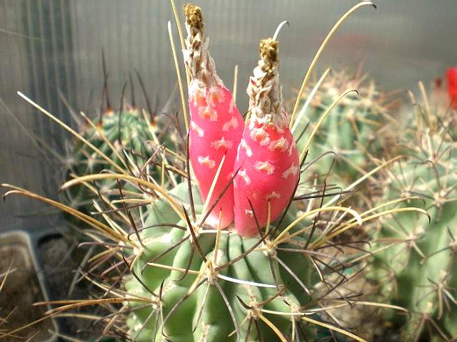 Glandulicactus uncinatus с плодами