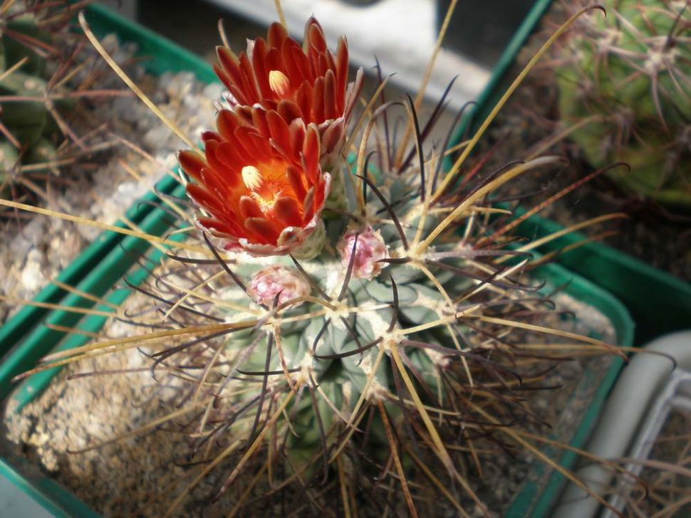 Glandulicactus uncinatus
