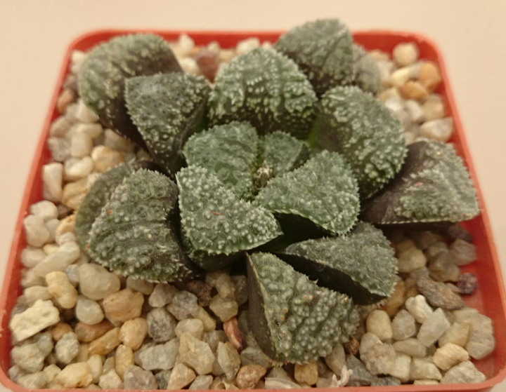 Haworthia cv. "Blue Diamond"