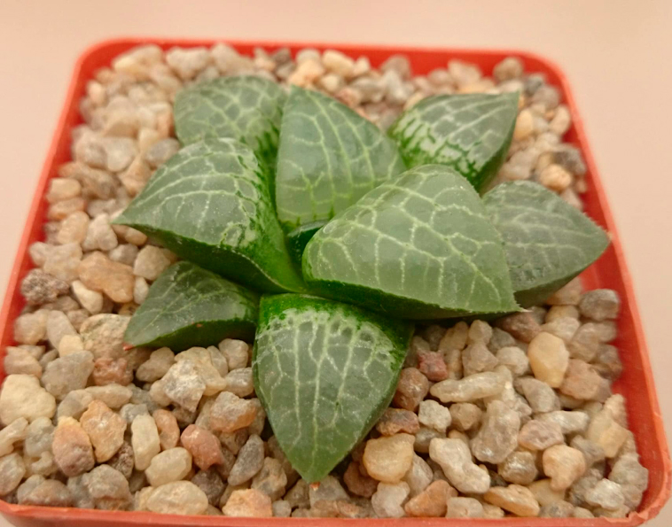 Haworthia comtoniana cv. ‘Crystal’