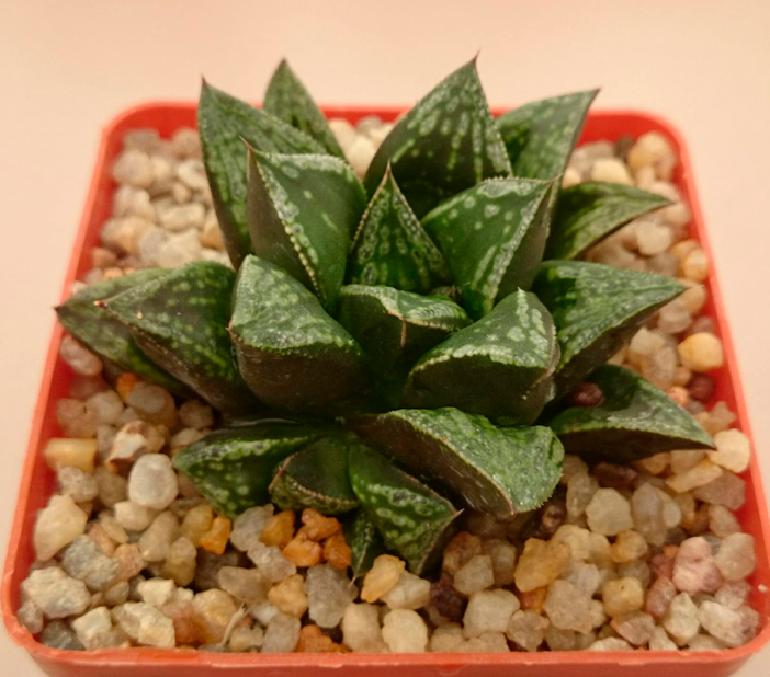 Haworthia cv. ‘Kotohime’