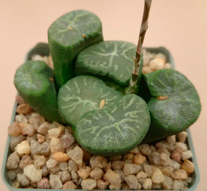 Haworthia maughanii cv. ‘Dragon’
