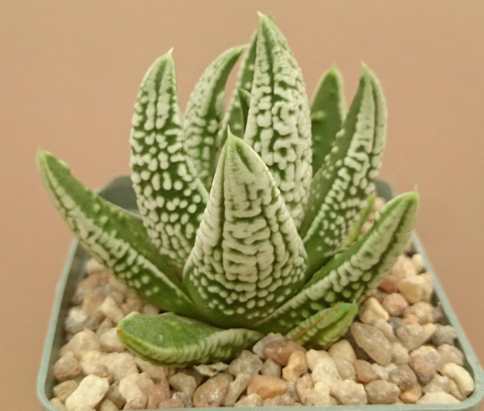 Haworthia pumila cv. ‘EMPEROR’