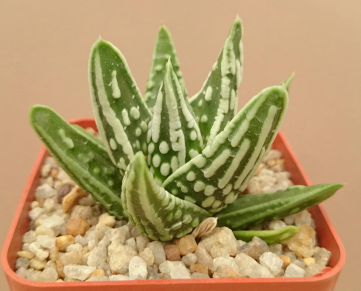 Haworthia pumila cv. "Tears of Angels"