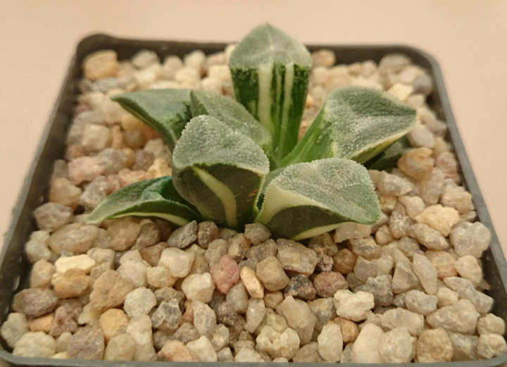 Haworthia pygmeae cv. ‘Hagiwara variegated’