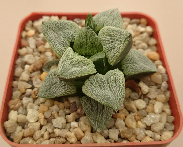 Haworthia pygmeae cv. ‘Snow White’