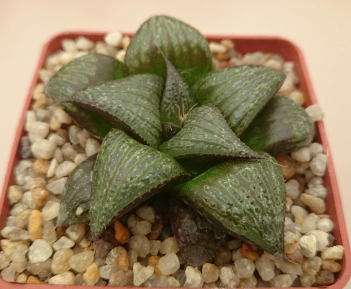 Haworthia splendens cv. ‘Blue Crab’