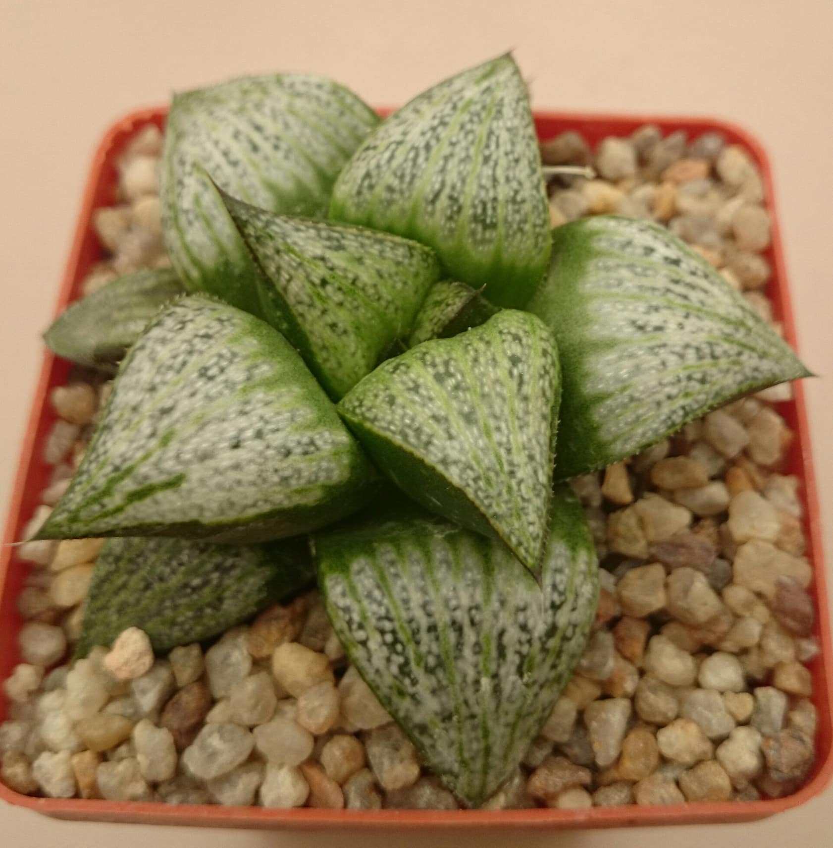 Haworthia splendens cv. ‘Natalie’