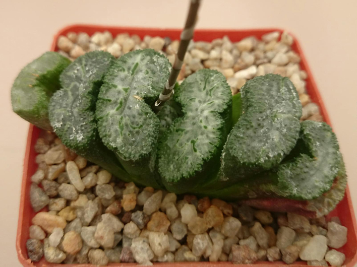 Haworthia truncata cv. ‘Araiso’