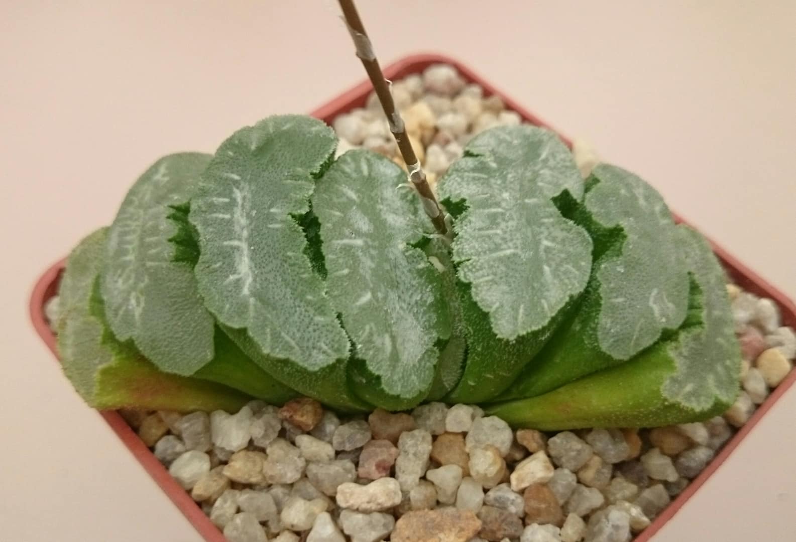 Haworthia truncata cv. ‘Mammout’