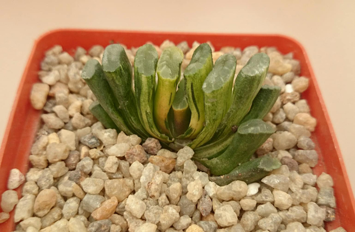 Haworthia truncata cv."Illumination Nishiki"