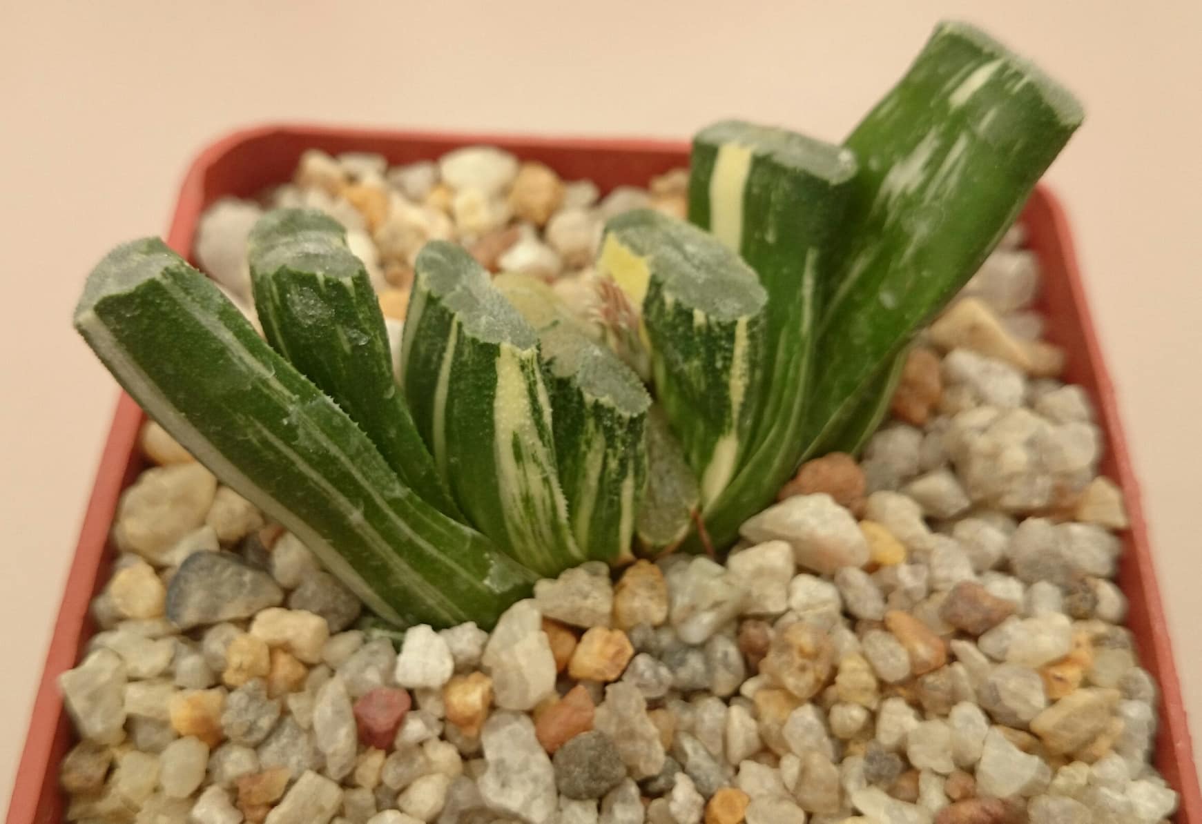 Haworthia truncata cv. ‘Japan variegated’