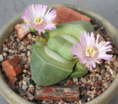 didymaotus