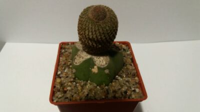 REBUTIA (AYLOSTERA HELIOSA)