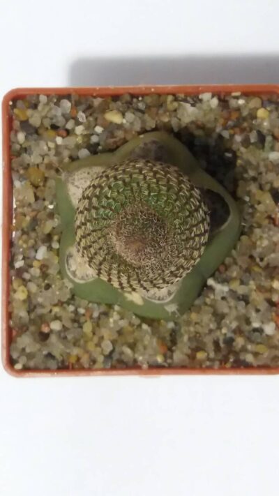 REBUTIA (AYLOSTERA HELIOSA) - Зображення 2