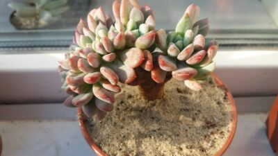 ECHEVERIA GLAUCA CRISTATA