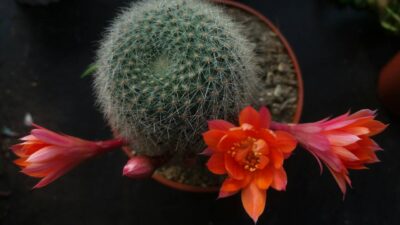 REBUTIA "MUSCULA" - Зображення 2
