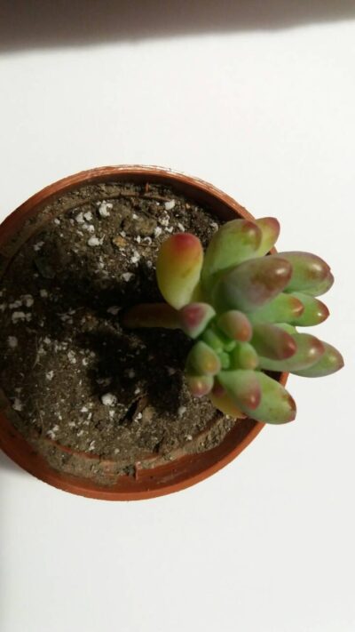 SEDUM PACHYPHYLLUM - Зображення 2