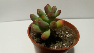 SEDUM PACHYPHYLLUM