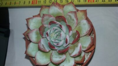 ECHEVERIA HYBR PULIDONIS X LAUI - Зображення 2