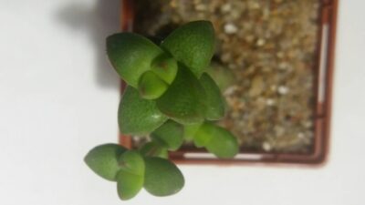 Crassula brevifolia