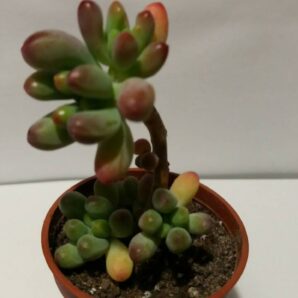 SEDUM "PACHYPHYLLUM" | 95