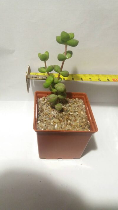Crassula brevifolia - Зображення 2
