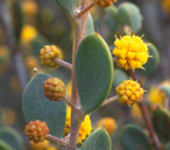Acacia ancistrophylla