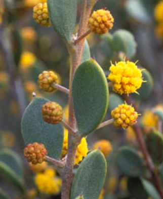 Acacia (Акация)