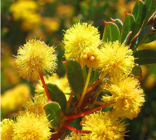 Acacia camptoclada