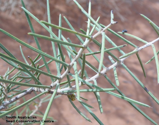 Acacia carneorum