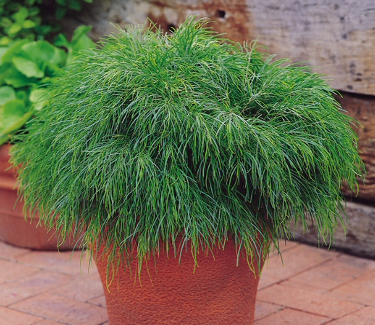 Acacia cognata в культуре