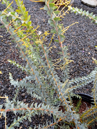 Acacia cultriformis