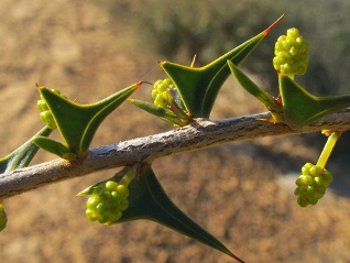 Acacia delphina