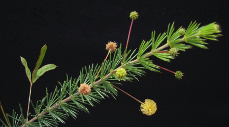 Acacia longipedunculata