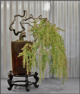Acacia pravissima в культуре
