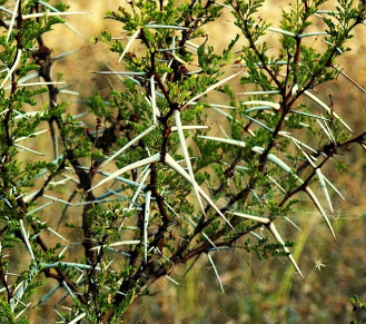 Acacia (Акация) 16 Acacia (Акация) | 1