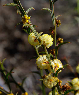 Acacia stenoptera